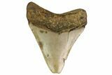 Bargain, Fossil Megalodon Tooth - North Carolina #152992-2